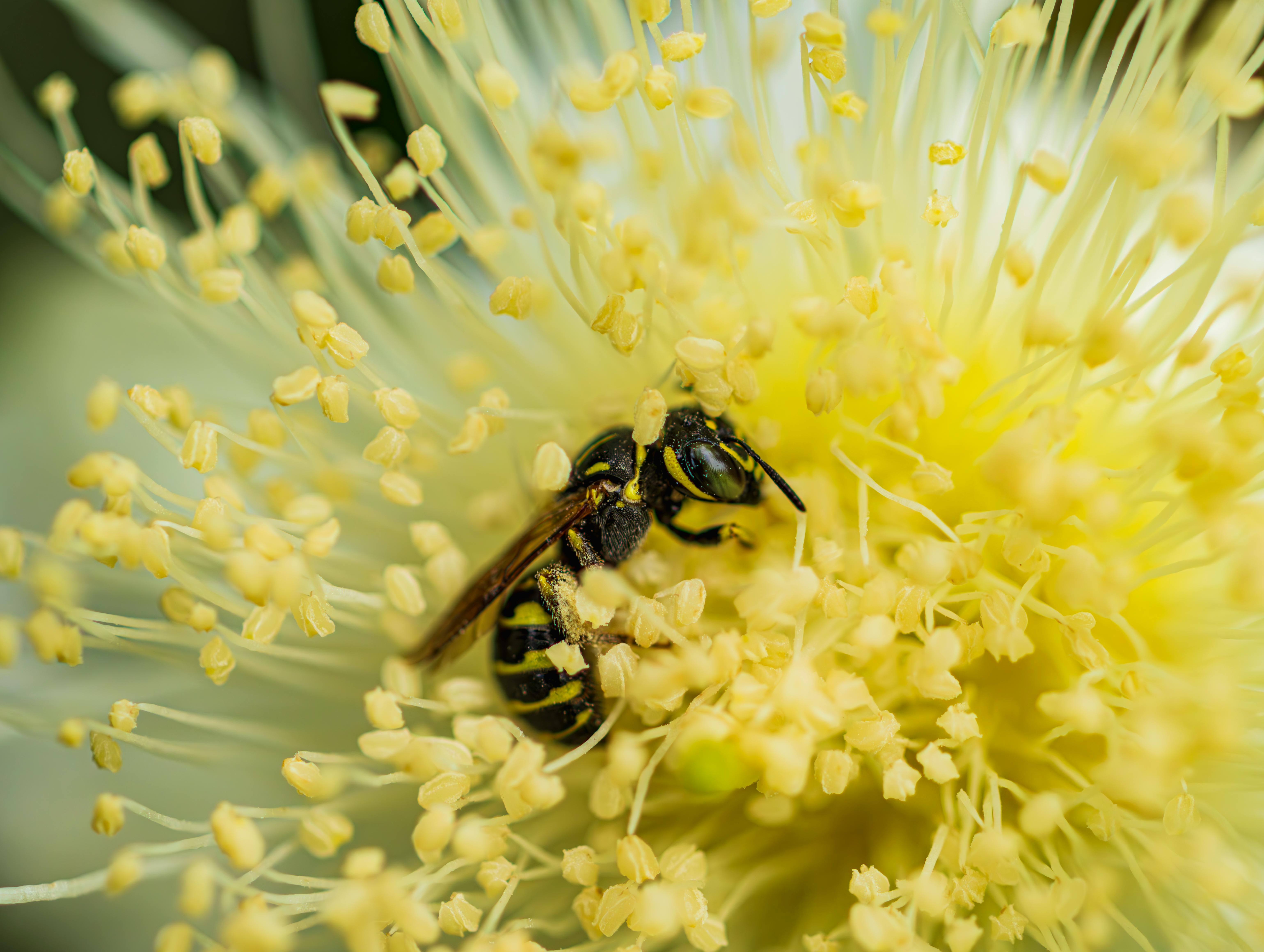 A detailed close-up of a bee collecting pollen from a yellow flower.
