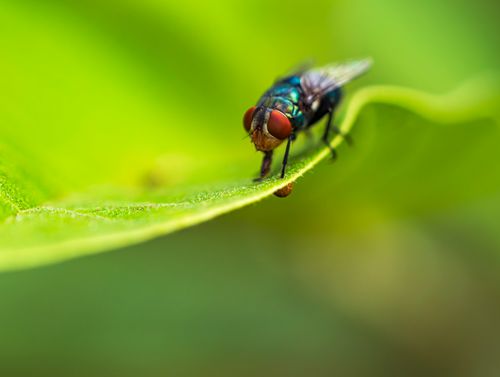 Free Close-up of a fly with red eyes and shiny body sitting on a green leaf in vivid detail. Stock Photo