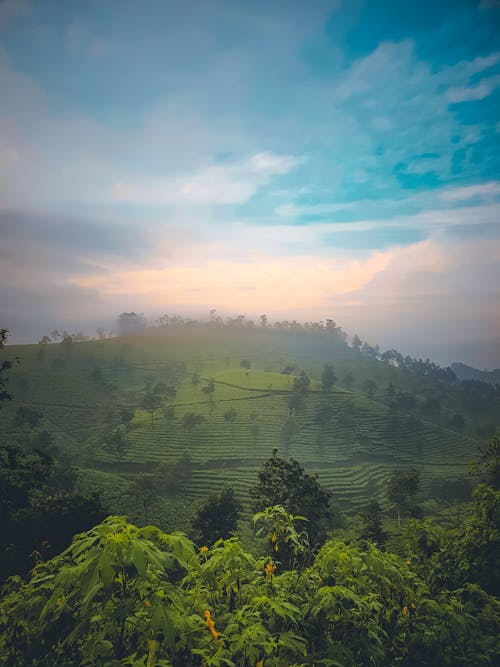 Základová fotografie zdarma na téma čajové plantáže, čajovník, kopce
