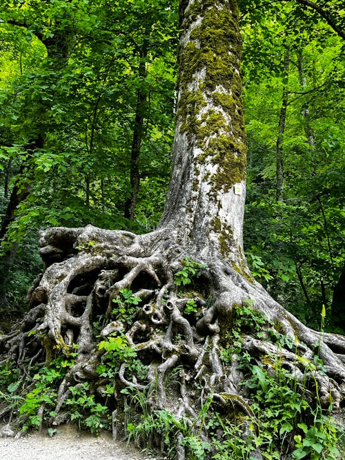 A tree with roots growing out of it