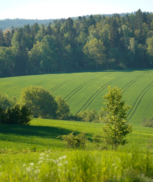 Foto profissional grátis de agricultura, ao ar livre, área