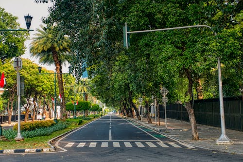 Camino Al Lado De árboles Y Acera