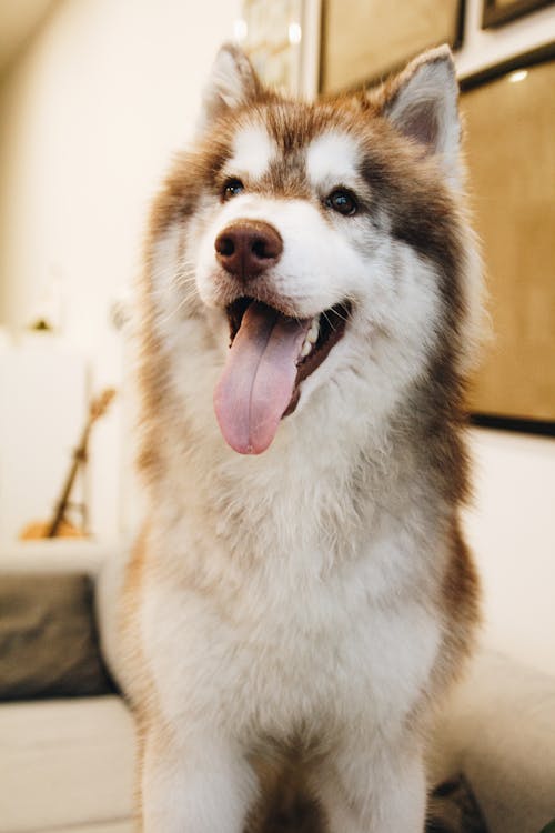 免费 西伯利亚雪橇犬照片 素材图片