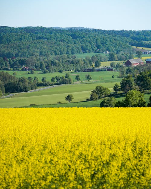 Foto profissional grátis de agricultura, ao ar livre, área