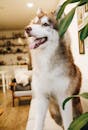 一只欢快的西伯利亚哈士奇坐在室内，明亮的眼睛被家居装饰包围