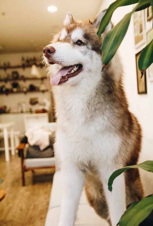 Kostenlos Tan Und White Alaskan Malamute Dog Stock-Foto