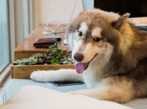 Husky Sibérien Brun Et Blanc Adulte