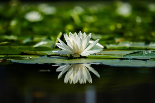 Free A peaceful white lotus flower floating on a calm pond with reflections, surrounded by vibrant green leaves. Stock Photo