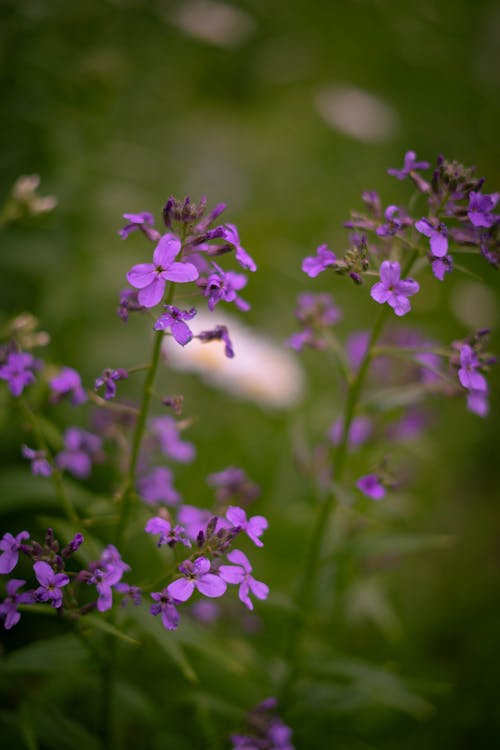 Free stock photo of lavender