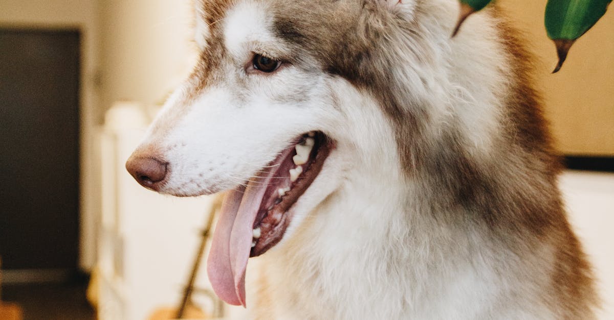 Siberian Husky Standing on Sofa