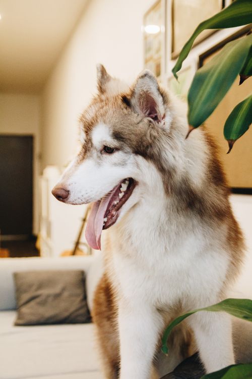 Free Beautiful Siberian Husky with fluffy fur sitting indoors, looking relaxed. Stock Photo