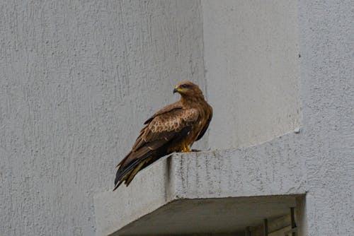 ahşap, avcılık, bakmak içeren Ücretsiz stok fotoğraf