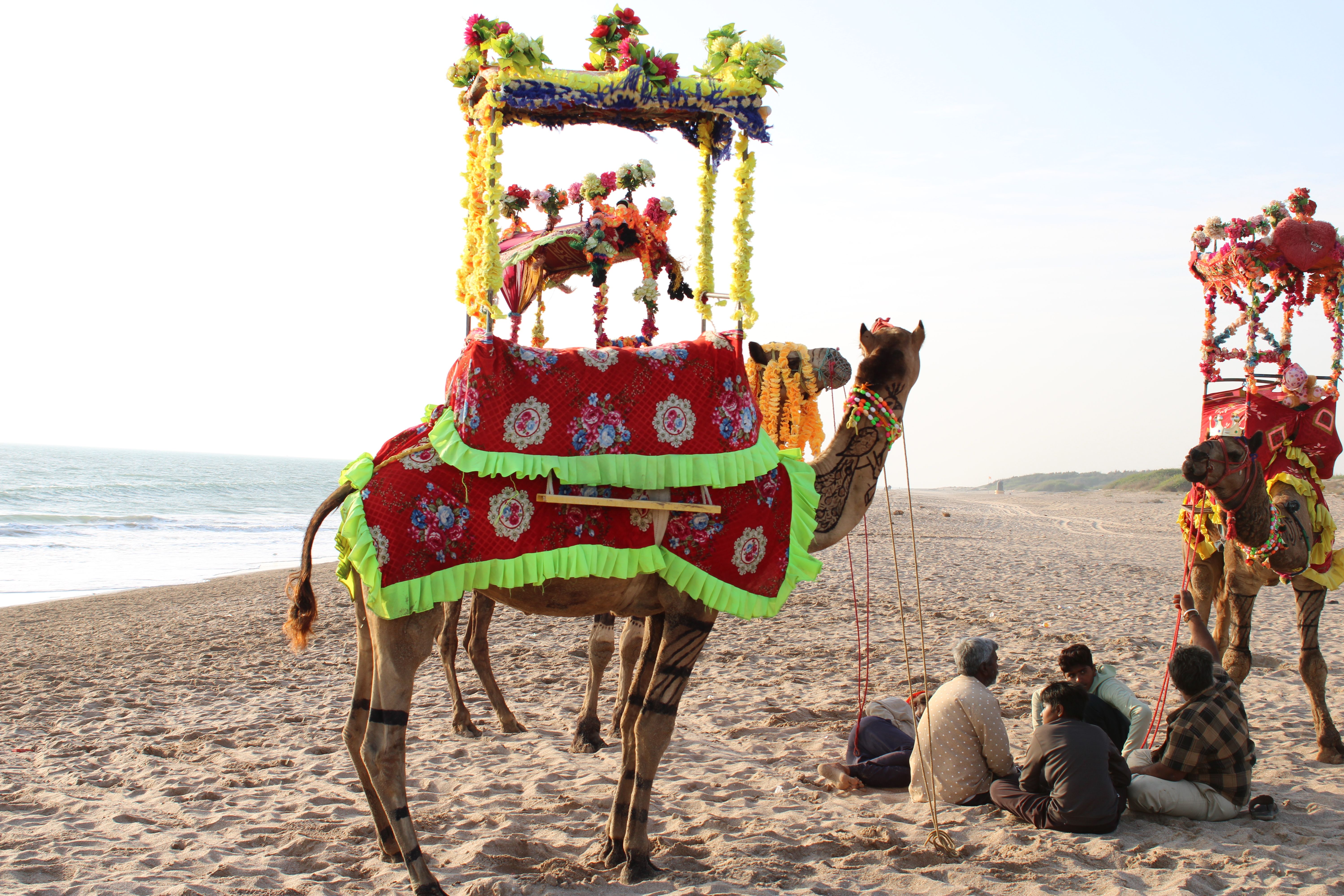 Decoration on a Camel · Free Stock Photo