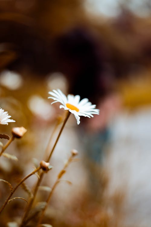 Kostnadsfri bild av daisy, fjäder, vårblommor