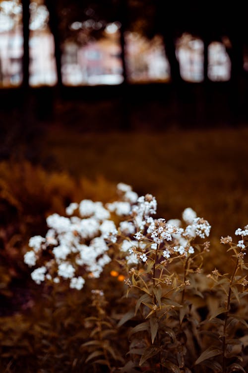 Free stock photo of daisies, spring, spring flowers