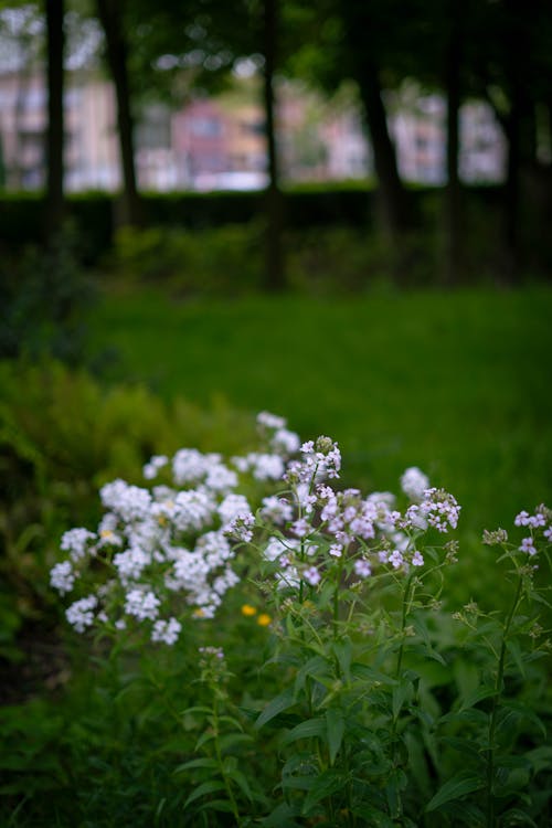 Free stock photo of daisies, spring, spring flowers