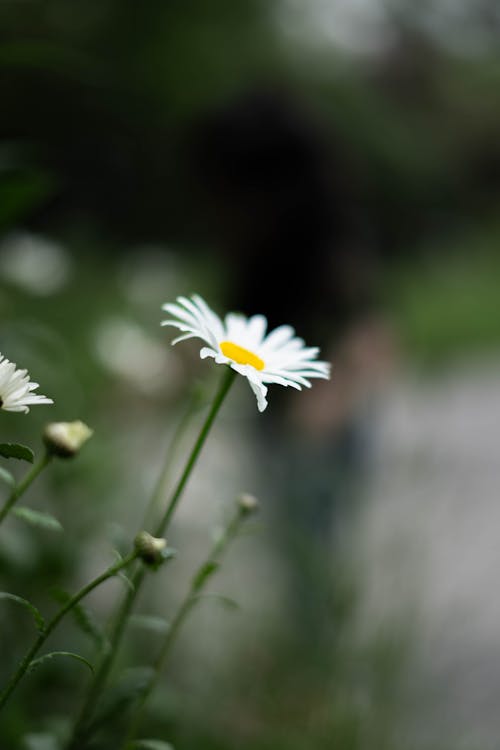 Kostnadsfri bild av daisy, fjäder, vårblommor