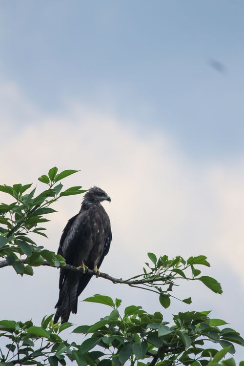 Free Close-up of a bird of prey perched elegantly on a tree branch against a blue sky. Stock Photo