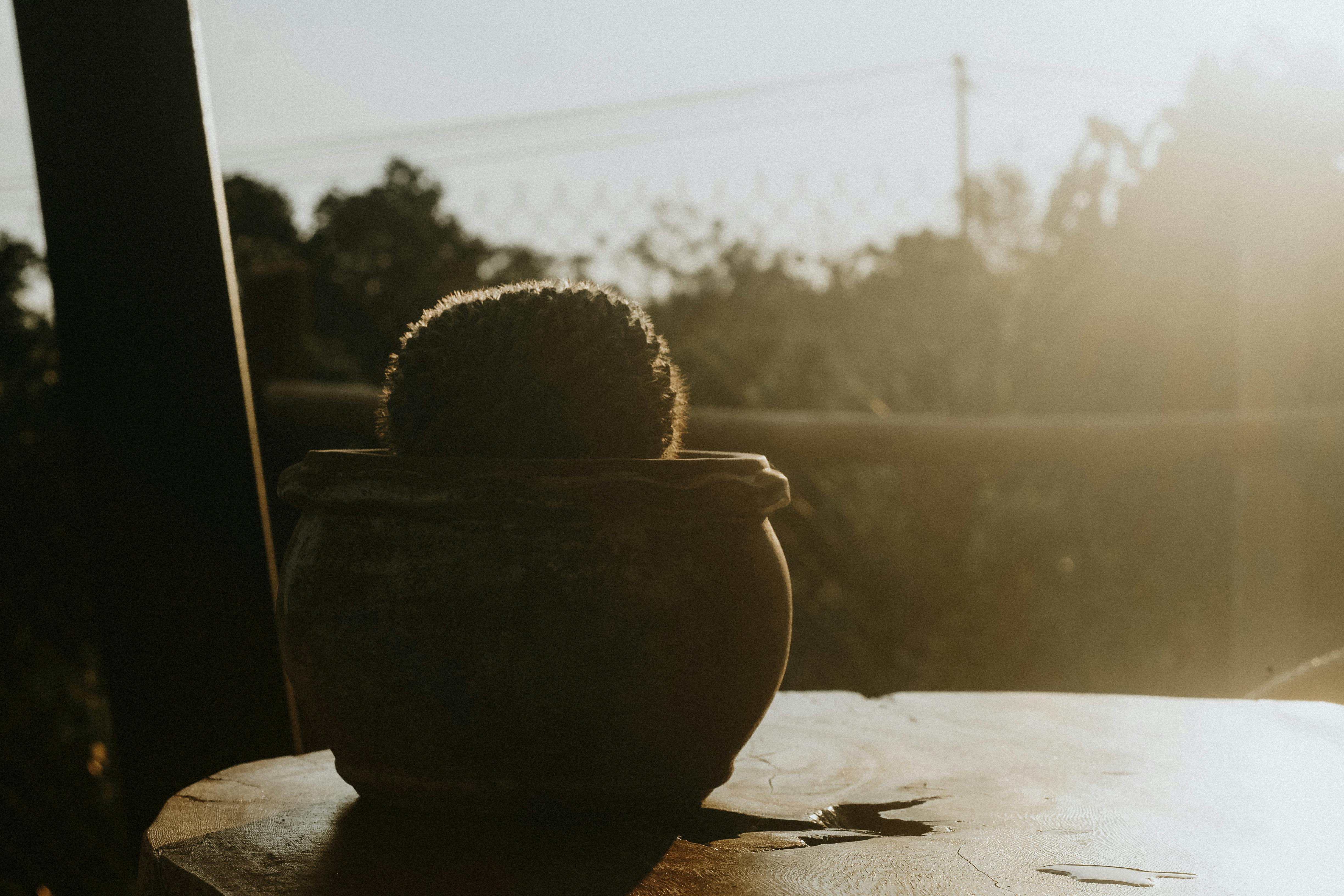 温暖的阳光下，木桌花盆里的仙人掌非常适合作为自然主题的装饰