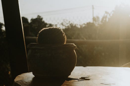 温暖的阳光下，木桌花盆里的仙人掌非常适合作为自然主题的装饰