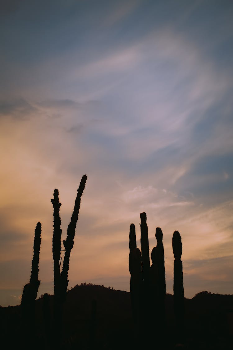 Silhouette Landscape View Of Cactus Plants During The Sunset