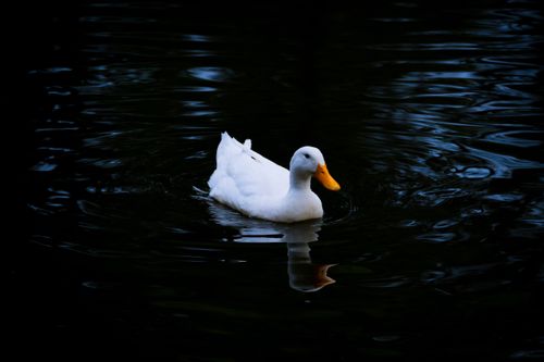 Free A peaceful white duck gliding across a dark pond, creating gentle ripples in the water. Stock Photo