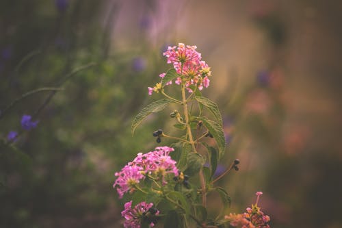 Immagine gratuita di bel fiore, colore rosa, colori vibranti