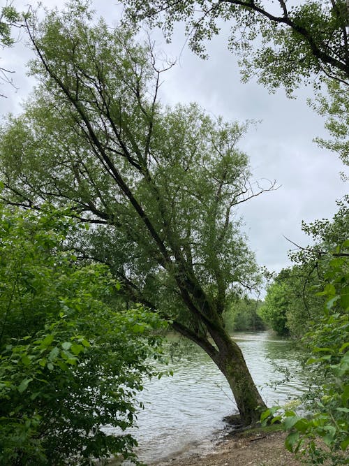 Arbre couché en bord de rivière (au printemps)