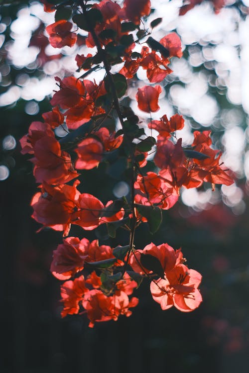 Foto stok gratis berbayang, berbunga, bunga