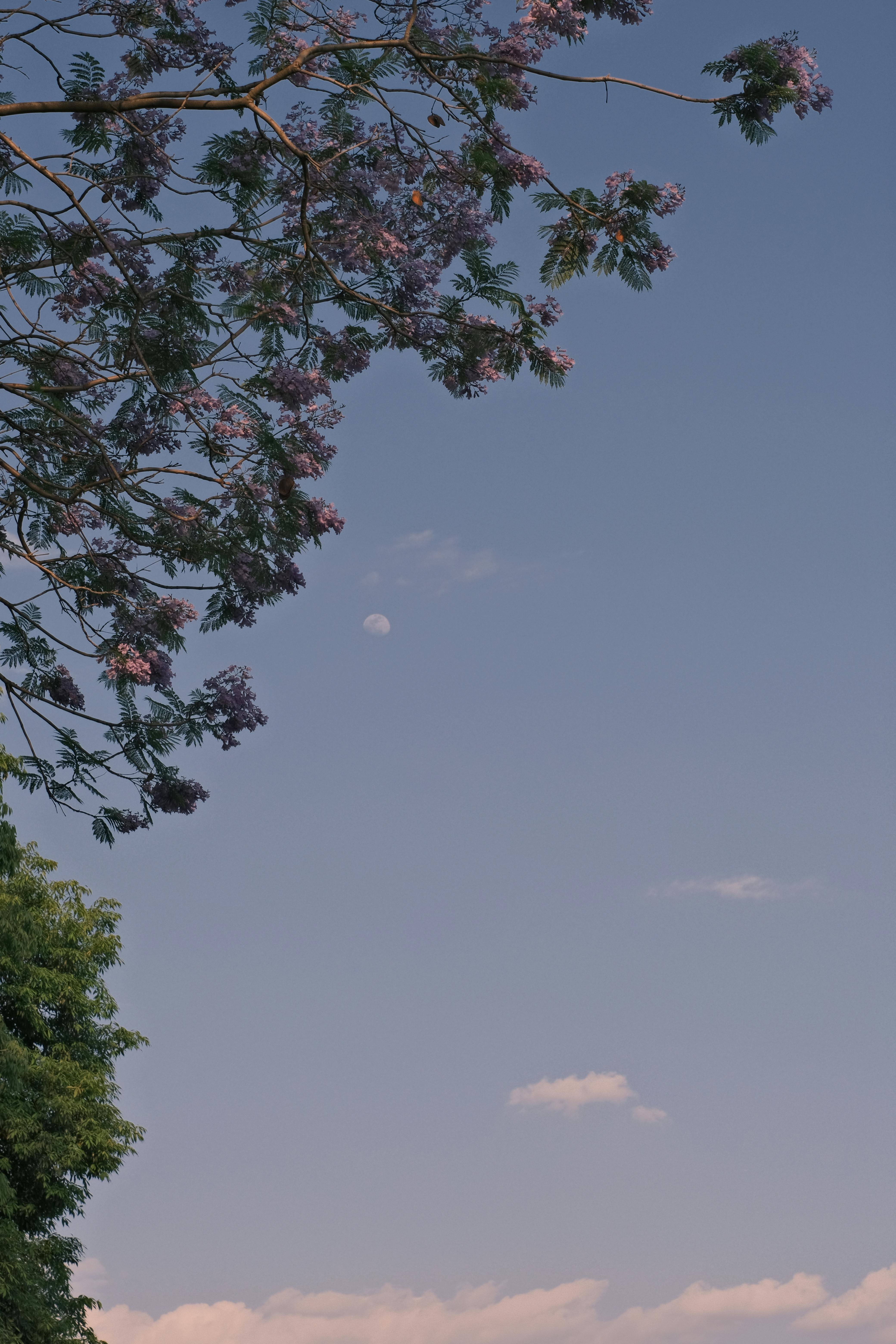 Безкоштовне стокове фото на тему «jacaranda, skywatching, атмосфера» стокове фото