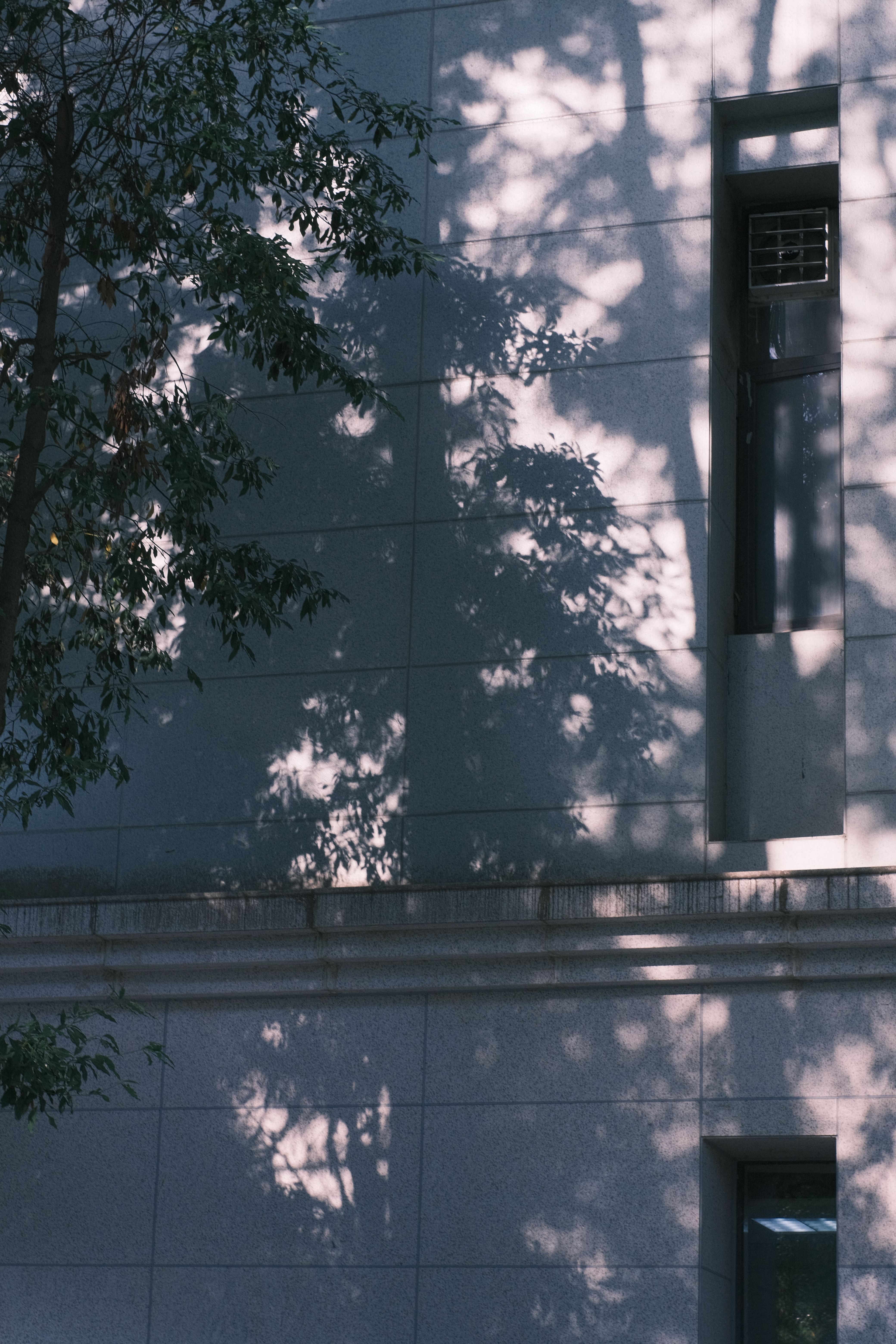 Tree Shadow on Wall · Free Stock Photo