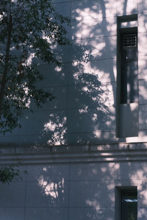 Tree Shadow on Wall · Free Stock Photo