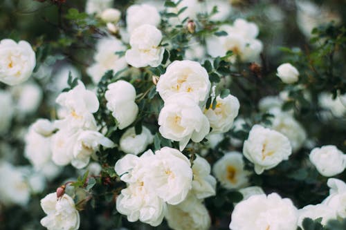 Foto Aproximada De Flores De Pétalas Brancas