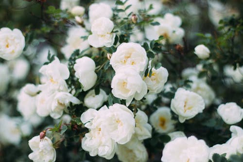 Foto Del Primo Piano Dei Fiori Con Petali Bianchi