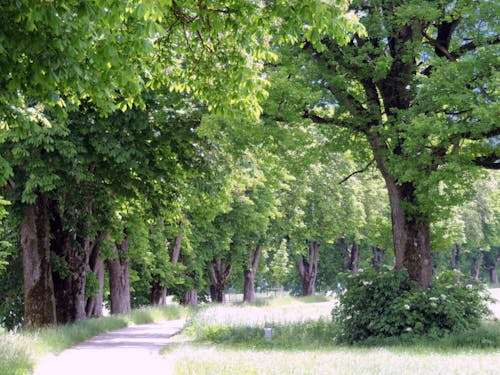 Photos gratuites de arbres, avenue, printemps
