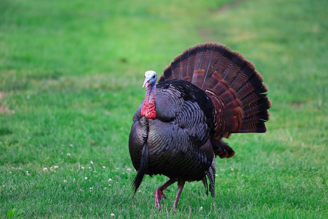 Front View of a Bronze Turkey · Free Stock Photo