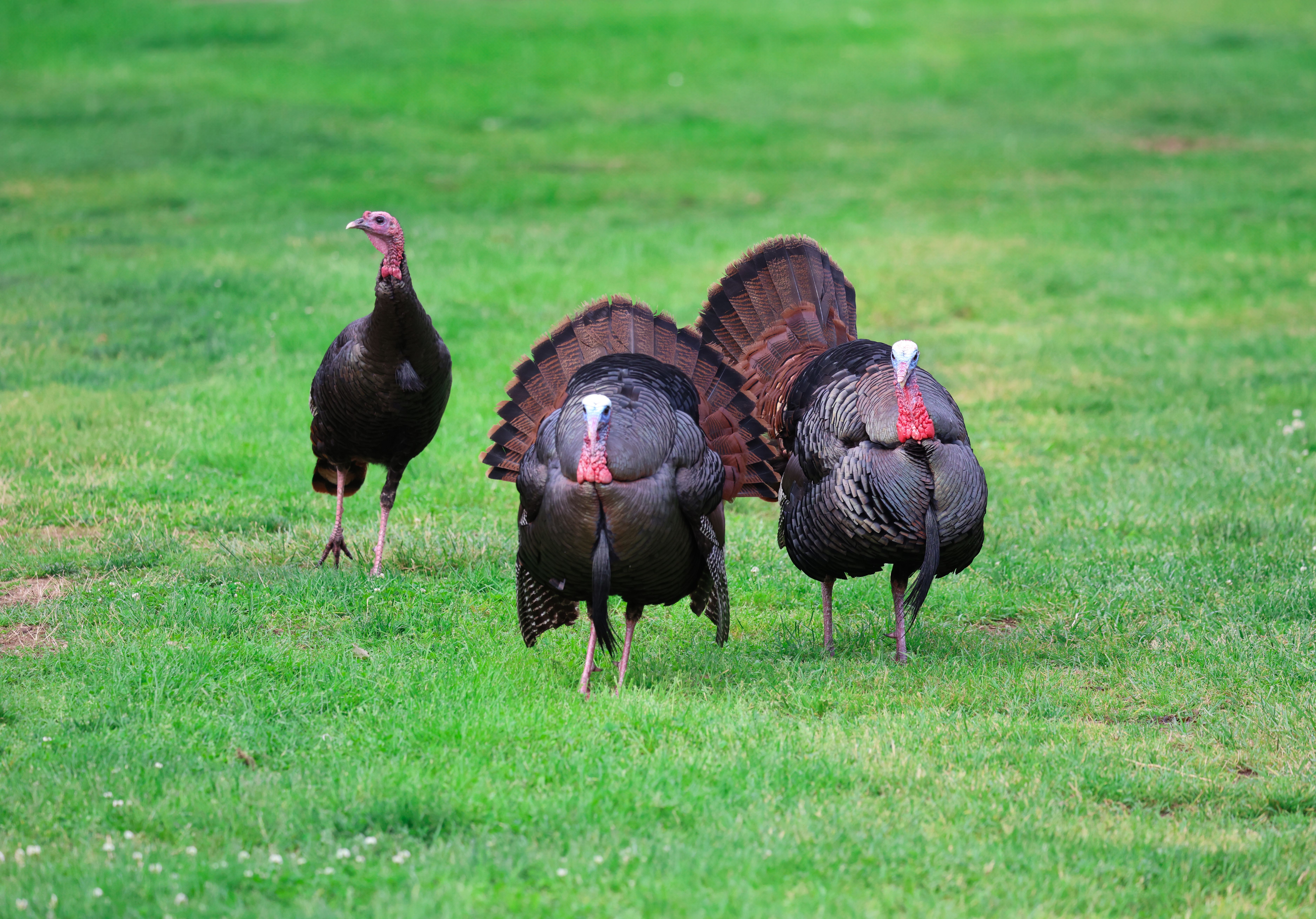 Wild Turkeys