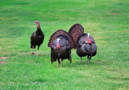 Free Vibrant wild turkeys foraging on green grass in Stamford, Connecticut. Stock Photo