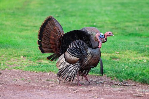 Free A pair of colorful wild turkeys with vibrant plumage in an outdoor setting, showcasing natural beauty. Stock Photo