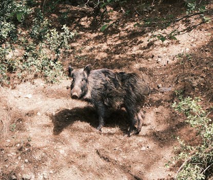 A wild boar in its natural habitat, captured in Bornova, İzmir.
