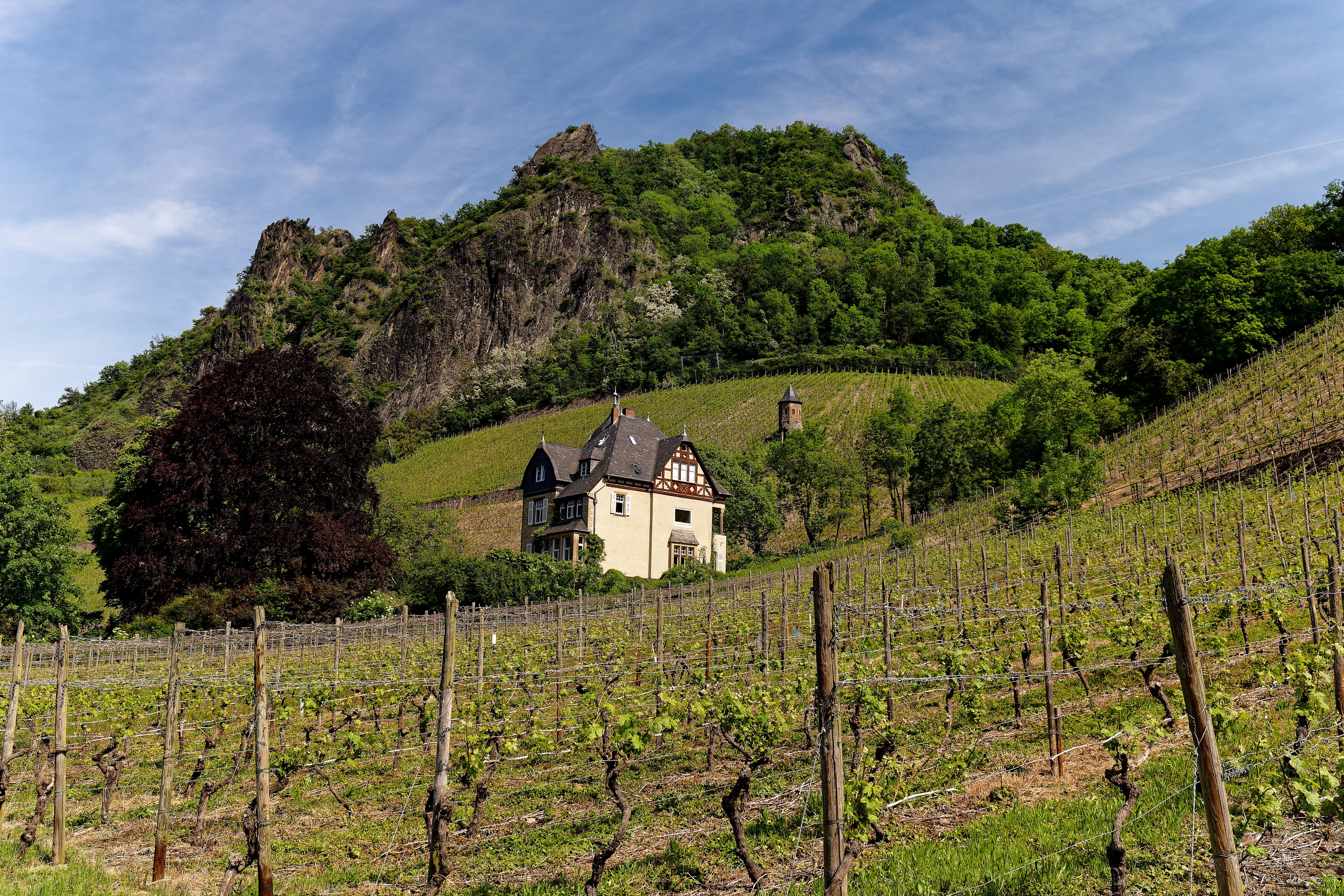 Weinberge erstrecken sich über sanfte Hügel