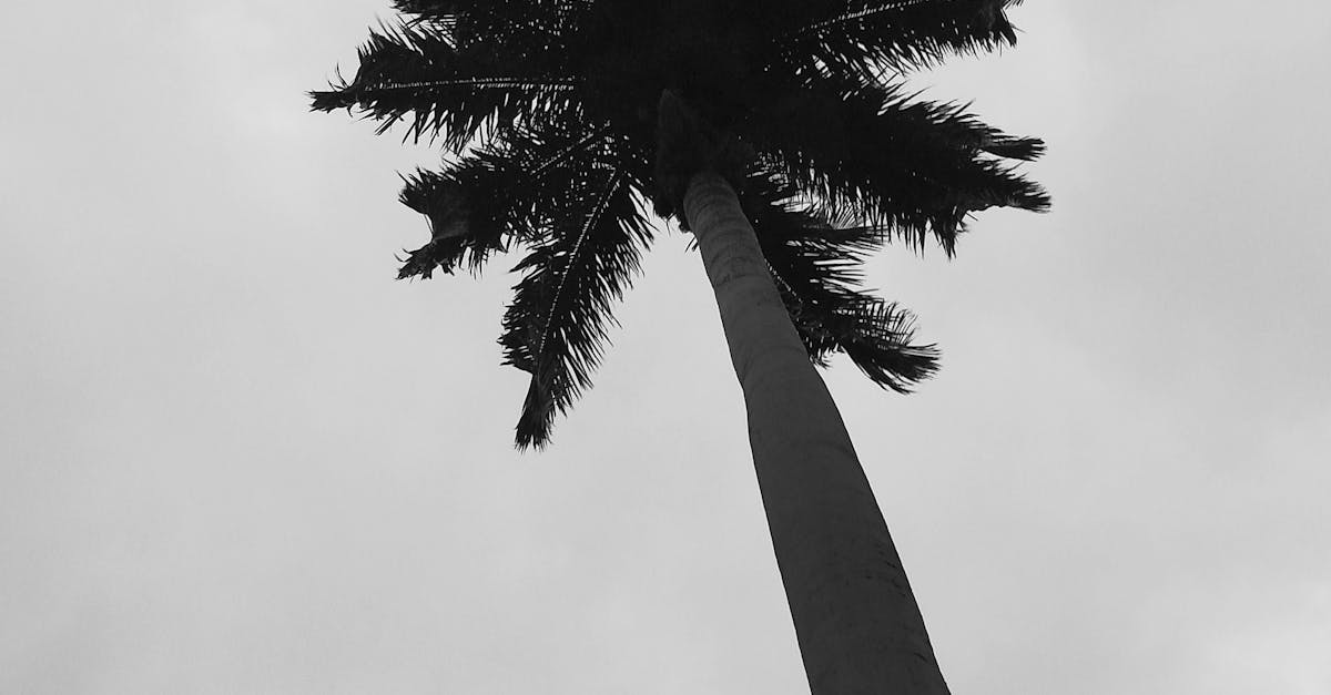 Free stock photo of beach, black and white, palm tree
