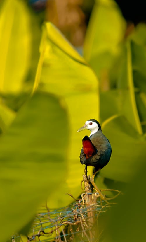 Δωρεάν στοκ φωτογραφιών με rallidae, άσπρη καραβίδα, βλέπω