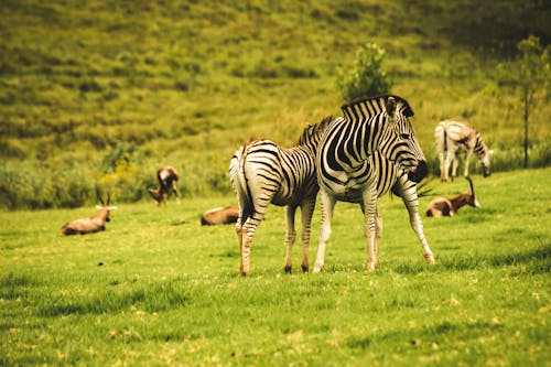 Fotobanka s bezplatnými fotkami na tému Afričan, Afrika, divá príroda