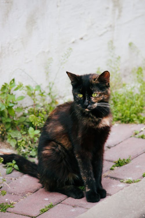 A cat sitting on a brick walkway