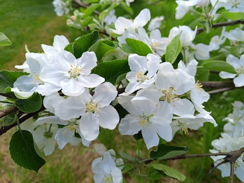 Kostnadsfri bild av äppelträd, blommande träd, blommor