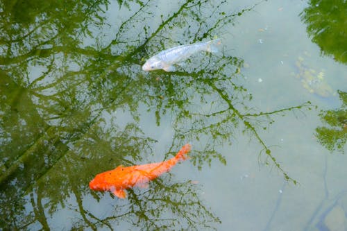 Δωρεάν στοκ φωτογραφιών με h2o, αφαίρεση, βουτιά