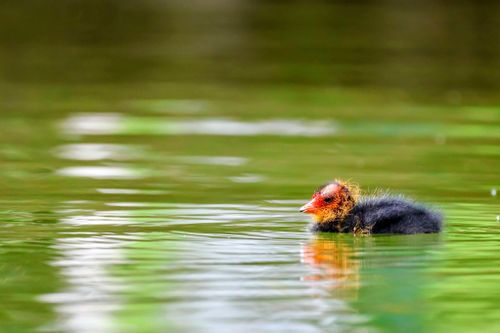 Free Close-up of a Eurasian coot chick swimming in a natural lake, showcasing vibrant plumage. Stock Photo
