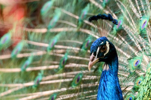 Free Close-up portrait of a vibrant peacock with its stunning plumage displayed. Stock Photo