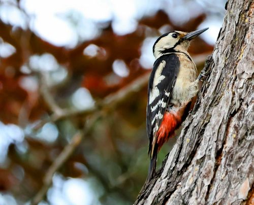Free Close-up shot of a Great Spotted Woodpecker (Dendrocopos major) clinging to a tree trunk in a natural habitat. Stock Photo